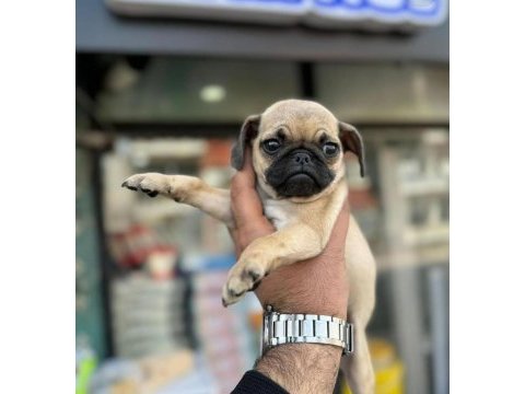 Hamburger surat pug mops yavrularımız