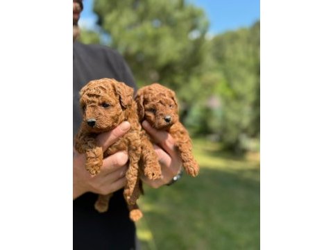 Kore poodle bebekler