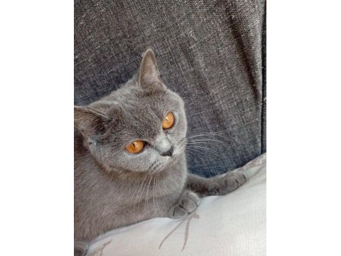 Ücretsiz sahiplendirme british shorthair kedisi