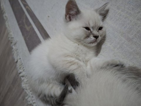 British shorthair kedisi
