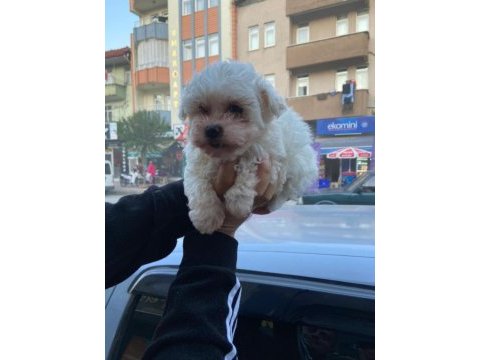 Safkan dişi ve erkek köpekler mevcut