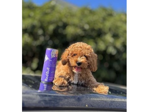 F1 maltipoo yavrumuz