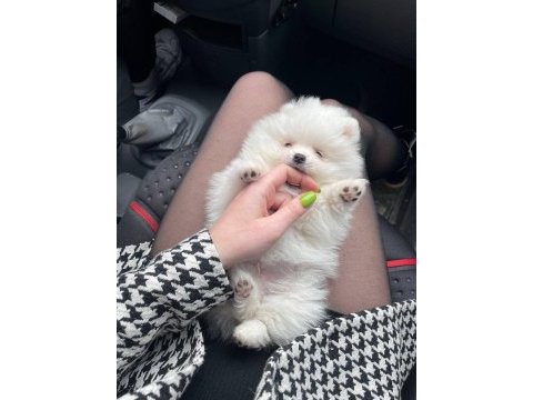 Pomeranian boo yavrular