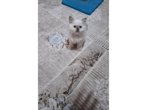 Kedimiz hakkında bilgi için mesaj atın