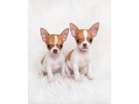 Wc eğitimli mini boy chihuahua