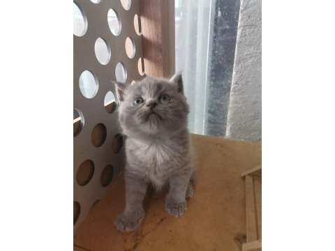 Bayram şekeri tadında gri dişi yavru british shorthair