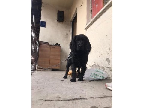 Acil sahiplendirilecek american cocker