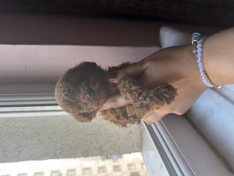 Kore toy poodle dark red brown