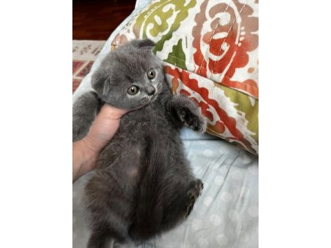 2 aylık scottish fold