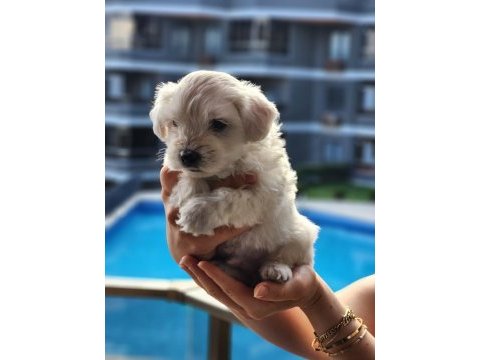 0 numara maltese terrier bebekler