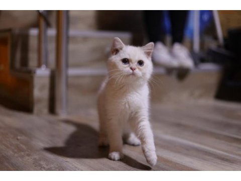 Safkan erkek kedimiz sahibini arıyor
