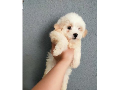 Dişi ve erkek yavru maltipoo