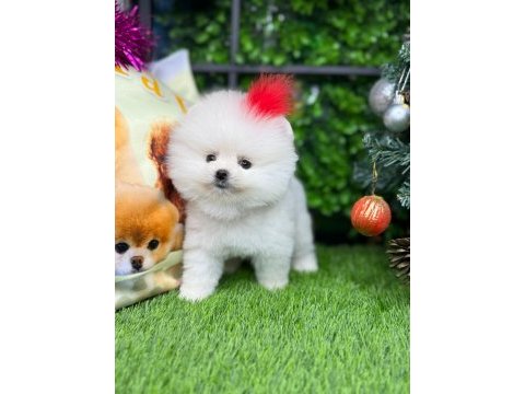 Pomeranian yavrumuza yuva arıyoruz