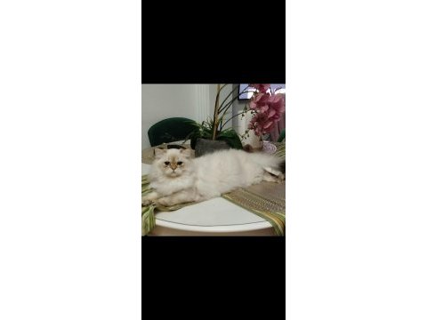 British 8 aylık kedilerimiz ücretsiz