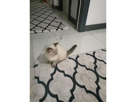 3 aylık siyam kedimi sahiplendirme