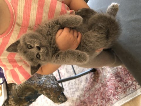 Kalitede tek son scottish fold yavrularım