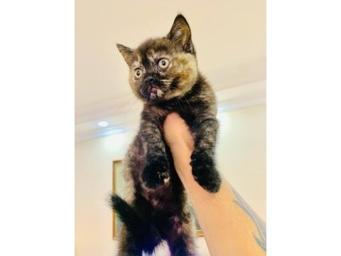 British shorthair dişi black tortie kedimiz