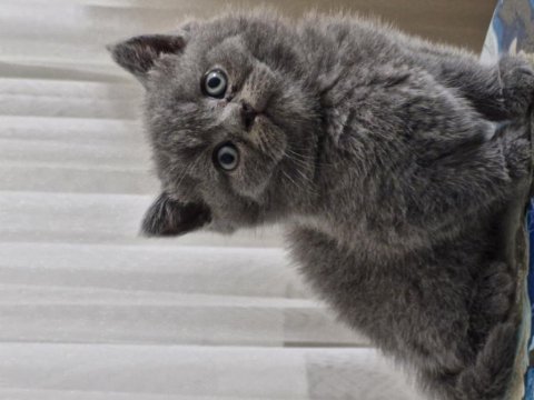 Erkek british shorthair yavru mama ve kum alışkanlığı mevcut