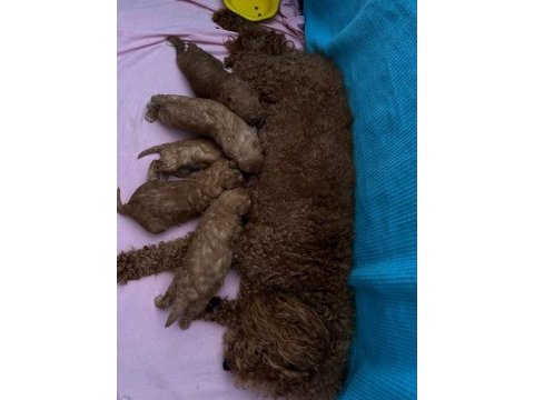 Kendi kızımızın yavruları orjinal red toy poodle