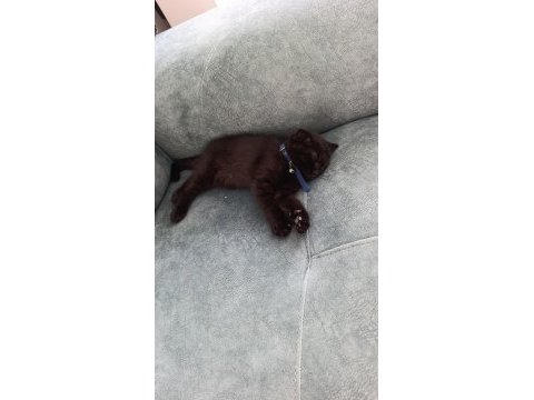 Scottish fold yavrusu