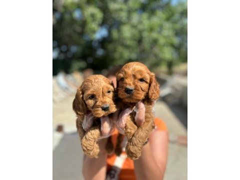 Irk ve sağlık garantili cocker yavrularım