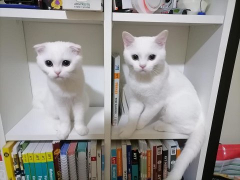 Beyaz kedilerimizi sahiplendirme niğde