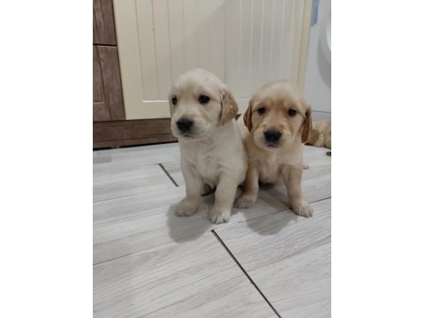 Golden retriever köpeği