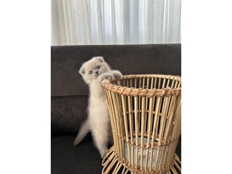 3 aylık erkek blue point yavru scottish fold