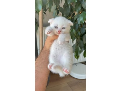 Kar beyaz scottish fold pamuklar teslime hazır