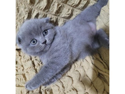 Top kafa scottish fold