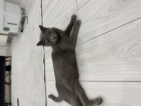 Sevimli kedimiz joniii