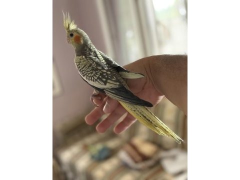 45 günlük ev ortamından sultan papağanı