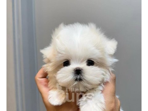 Micro boy morkie bebekler ev ortamı (uygun)