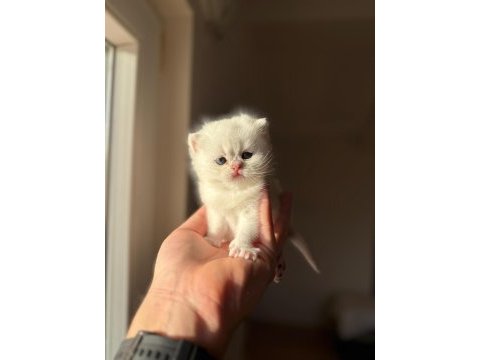 Sağlık ve ırk garantili british shorthair