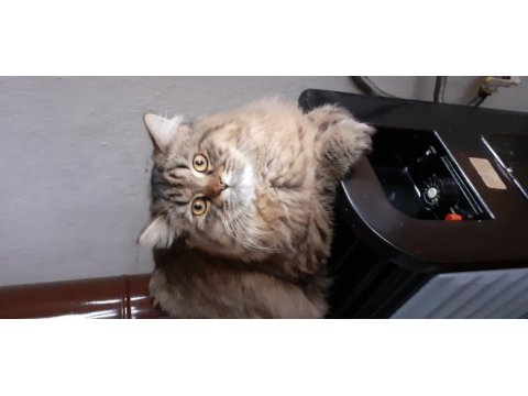 British longhair paşamıza eş arıyoruz