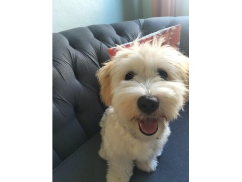 Maltipoo oğluma acil yuva