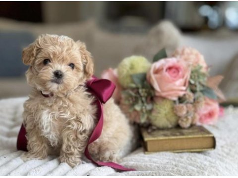 Orjinal kore anne babadan maltipoo yavrular 