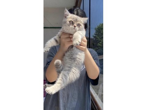 Dışı british shorthair 2.5 aylık yavru kedi