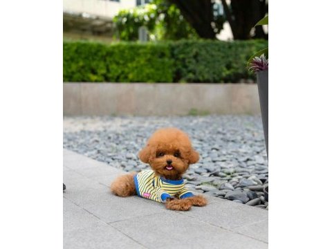 Ojijinal toy poodle