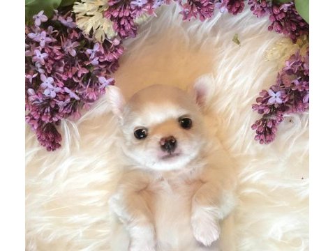 Sevimli chihuahua yavru