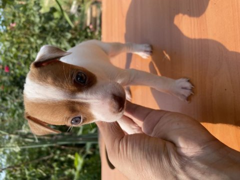 Afacan jack russell köpekler
