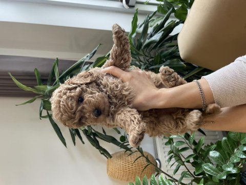 3 adet asıl safkan toy poodle