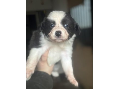 Border collie yavruları