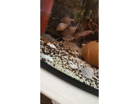 Hobiciden hobiciye 16 adet sağlıklı pirana