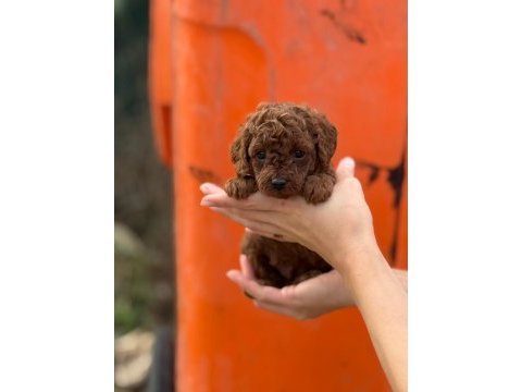 Güvenilir çiftliğimizden poodle
