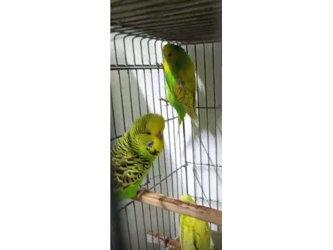 Jumbo muhabbet kuşu yavrular