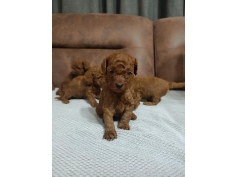 Kore anne babadan orjinal kore dişi poodle yavrular