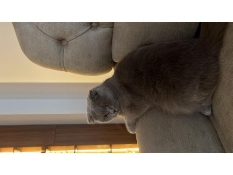 1.5 yaşında kısırlaştırılmış british shorthair