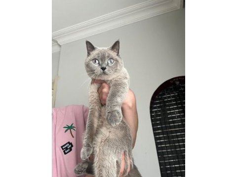 British shorthair yetişkin kedimiz
