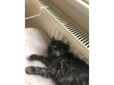 Maine coon 7 aylık erkek